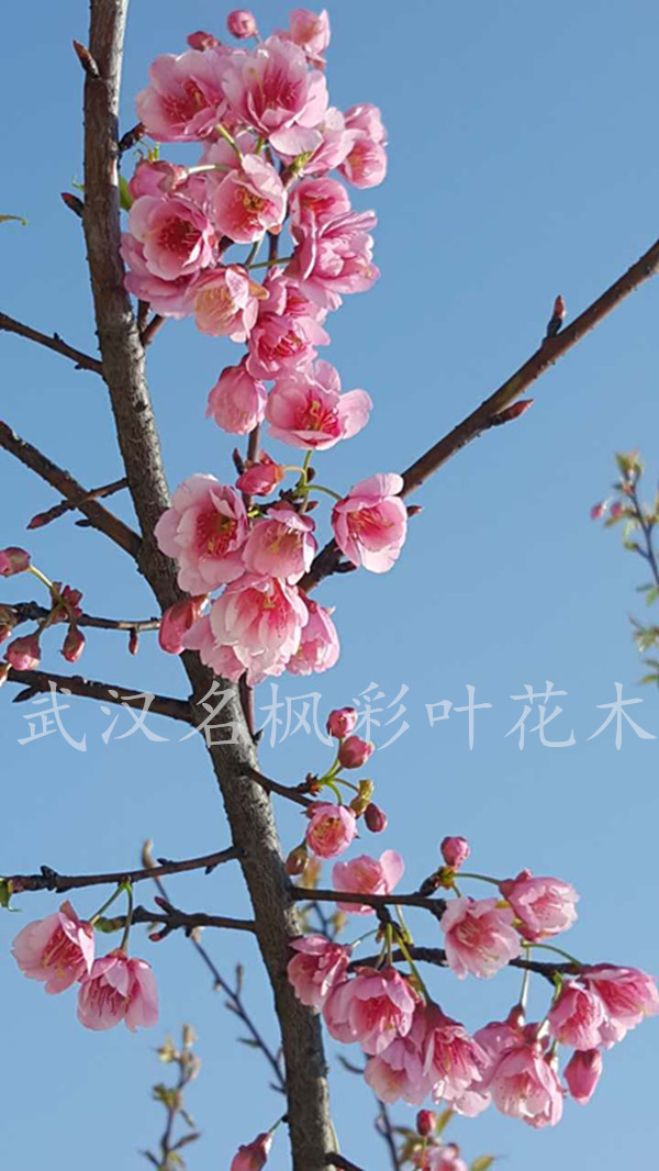 红花高盆樱