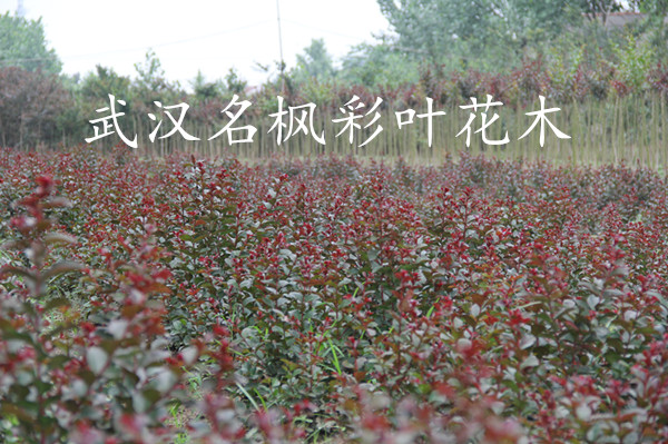 红火球紫薇.JPG