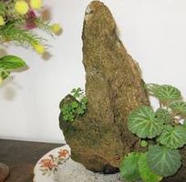 虎耳草可以很好地栽植在吸水石上