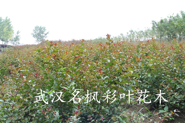红叶紫薇..JPG