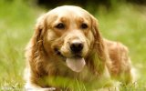 金毛犬什么时候需要做足部护理