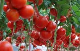 春季早熟番茄定植后的管理