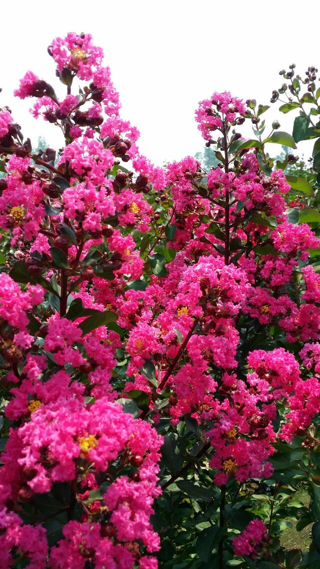 美国红叶紫薇(天鹅绒紫薇)