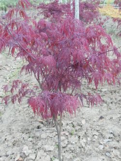 绯红皇后羽毛枫