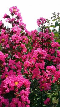 美国红叶紫薇（天鹅绒紫薇）