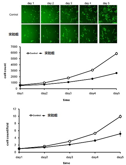 6细胞毒素检测(mtt).jpg